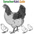 Samacheer Kalvi 5th English Guide Term 3 poem 2 The Dreamer 15