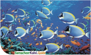 Samacheer Kalvi 6th English Guide Term 1 Prose Chapter 1 Sea Turtles 13