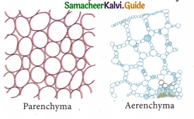 Samacheer Kalvi 9th Science Guide Chapter 18 Organization of Tissues 1