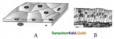 Samacheer Kalvi 9th Science Guide Chapter 18 Organization of Tissues 14