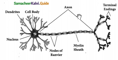 Samacheer Kalvi 9th Science Guide Chapter 18 Organization of Tissues 5