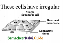 Samacheer Kalvi 9th Science Guide Chapter 18 Organization of Tissues 7