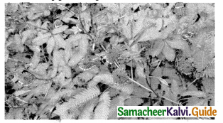 Samacheer Kalvi 9th Science Guide Chapter 19 Plant Physiology 6
