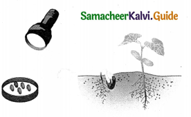 Samacheer Kalvi 9th Science Guide Chapter 19 Plant Physiology 7