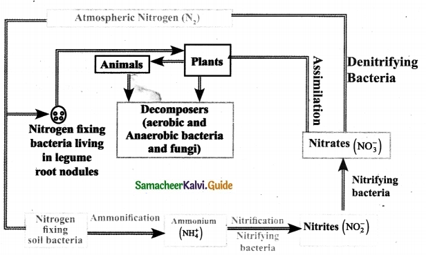 Samacheer Kalvi 9th Science Guide Chapter 24 Environmental Science-4