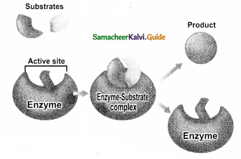 Samacheer Kalvi 12th Chemistry Guide Chapter 10 Surface Chemistry 4
