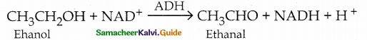 Samacheer Kalvi 12th Chemistry Guide Chapter 11 Hydroxy Compounds and Ethers 91