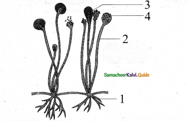 Samacheer Kalvi 11th Bio Botany Chapter 1 Living World 16