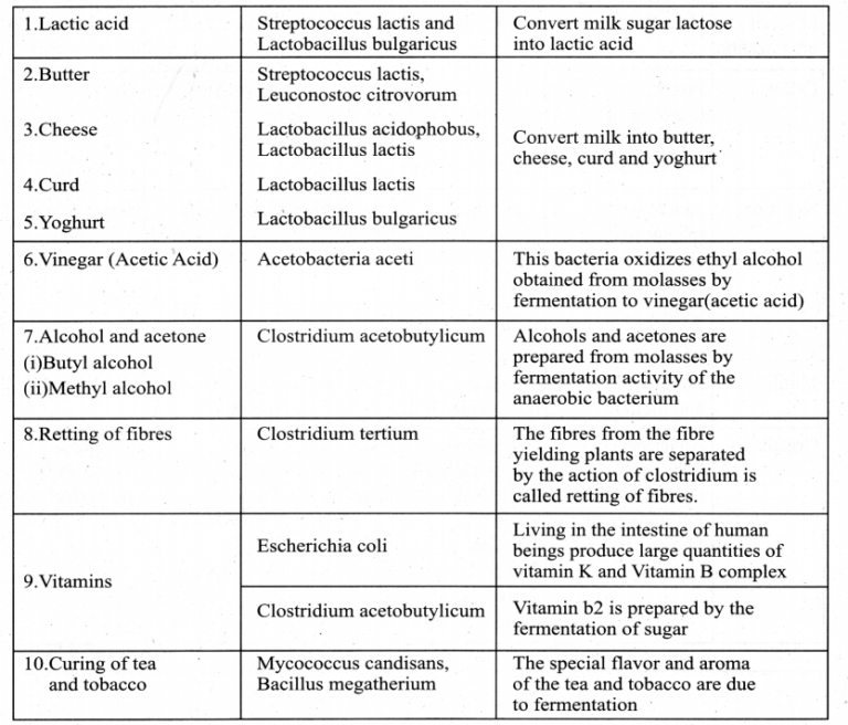 Samacheer Kalvi 11th Bio Botany Guide Chapter 1 Living World TN Board