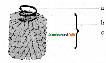 Samacheer Kalvi 11th Bio Botany Chapter 1 Living World 7