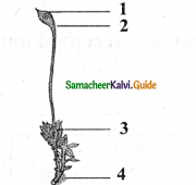 Samacheer Kalvi 11th Bio Botany Chapter 2 Plant Kingdom 16