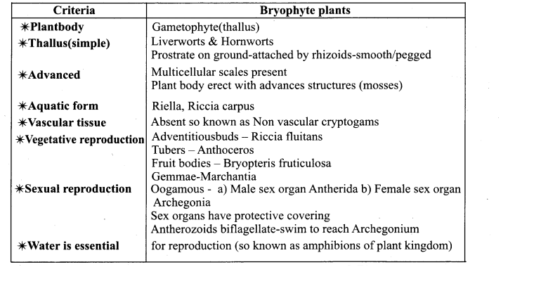 Samacheer Kalvi 11th Bio Botany Chapter 2 Plant Kingdom 22