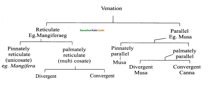 Samacheer Kalvi 11th Bio Botany Chapter 3 Vegetative Morphology 13