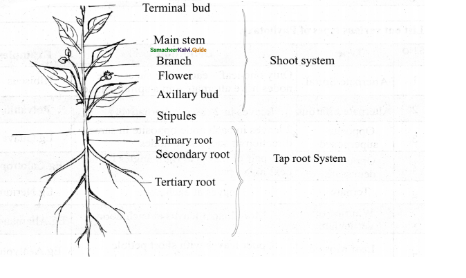 Samacheer Kalvi 11th Bio Botany Chapter 3 Vegetative Morphology 14