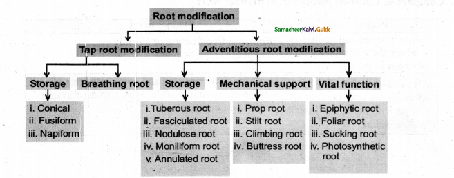 Samacheer Kalvi 11th Bio Botany Chapter 3 Vegetative Morphology 15