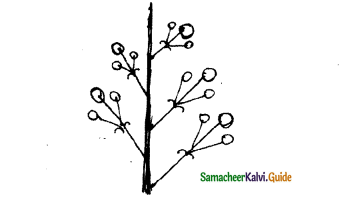 Samacheer Kalvi 11th Bio Botany Chapter 4 Reproductive Morphology 32
