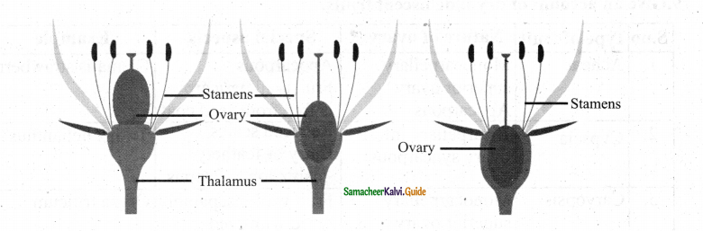 Samacheer Kalvi 11th Bio Botany Chapter 4 Reproductive Morphology 41