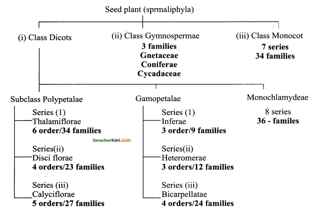 Samacheer Kalvi 11th Bio Botany Chapter 5 Taxonomy and Systematic Botany 21