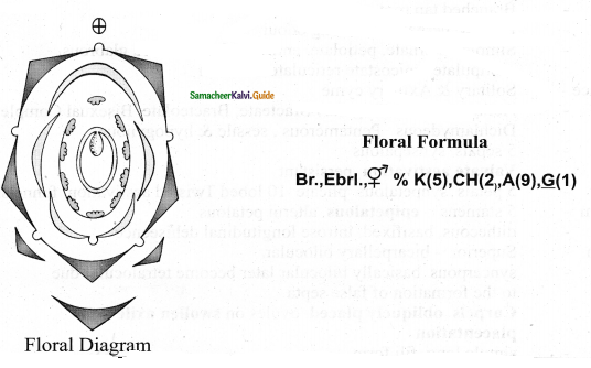 Samacheer Kalvi 11th Bio Botany Chapter 5 Taxonomy and Systematic Botany 26