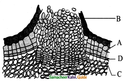 Samacheer Kalvi 11th Bio Botany Guide Chapter 10 Secondary Growth 1