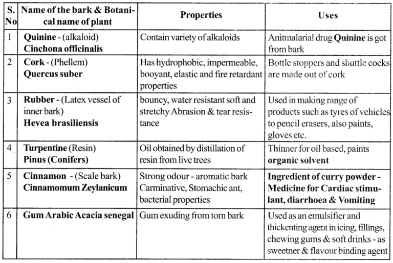 Samacheer Kalvi 11th Bio Botany Guide Chapter 10 Secondary Growth TN