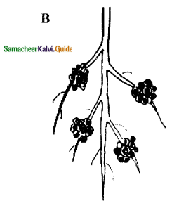 Samacheer Kalvi 11th Bio Botany Guide Chapter 12 Mineral Nutrition 13