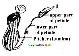 Samacheer Kalvi 11th Bio Botany Guide Chapter 12 Mineral Nutrition 2