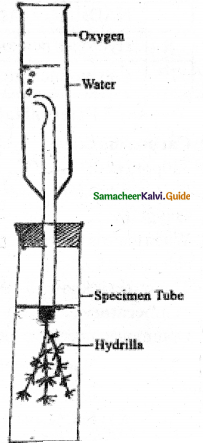 Samacheer Kalvi 11th Bio Botany Guide Chapter 13 Photosynthesis 18