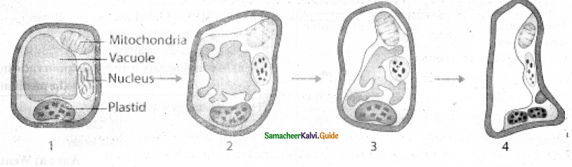 Samacheer Kalvi 11th Bio Botany Guide Chapter 15 Plant Growth and Development 2