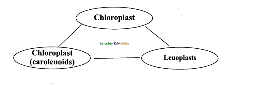 Samacheer Kalvi 11th Bio Botany Guide Chapter 6 Cell The Unit of Life 10