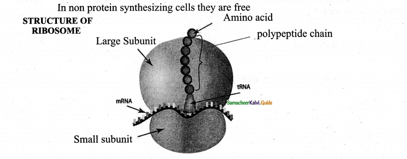 Samacheer Kalvi 11th Bio Botany Guide Chapter 6 Cell The Unit of Life 25