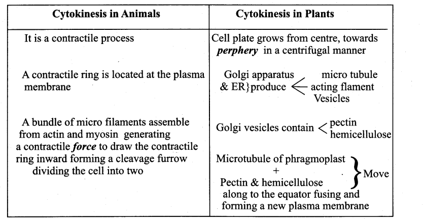 Samacheer Kalvi 11th Bio Botany Guide Chapter 7 Cell Cycle 1