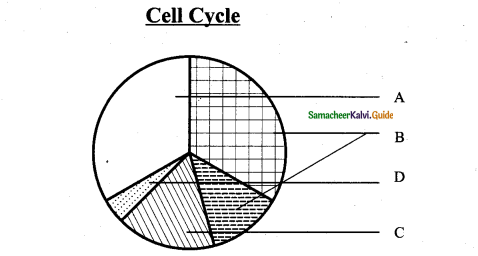 Samacheer Kalvi 11th Bio Botany Guide Chapter 7 Cell Cycle 10