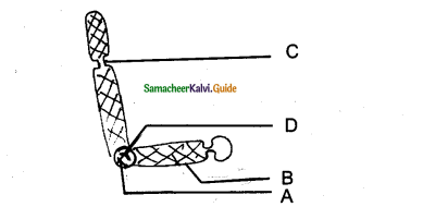 Samacheer Kalvi 11th Bio Botany Guide Chapter 7 Cell Cycle 11