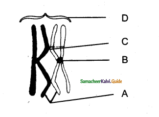Samacheer Kalvi 11th Bio Botany Guide Chapter 7 Cell Cycle 12