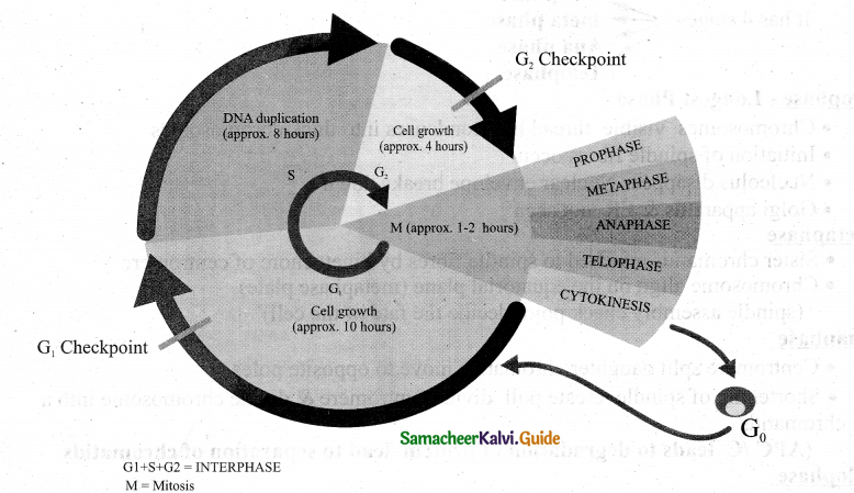 Samacheer Kalvi 11th Bio Botany Guide Chapter 7 Cell Cycle 16