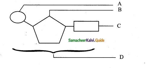 Samacheer Kalvi 11th Bio Botany Guide Chapter 8 Biomolecules 13