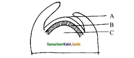 Samacheer Kalvi 11th Bio Botany Guide Chapter 9 Tissue and Tissue System 1.
