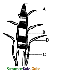 Samacheer Kalvi 11th Bio Botany Guide Chapter 9 Tissue and Tissue System 17