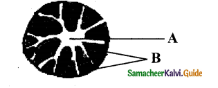 Samacheer Kalvi 11th Bio Botany Guide Chapter 9 Tissue and Tissue System 20