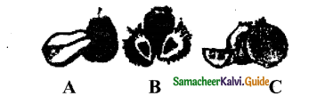 Samacheer Kalvi 11th Bio Botany Guide Chapter 9 Tissue and Tissue System 21