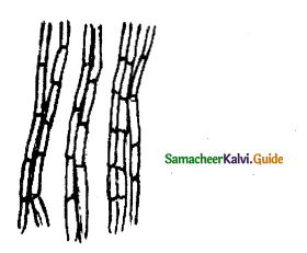 Samacheer Kalvi 11th Bio Botany Guide Chapter 9 Tissue and Tissue System 23