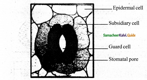 Samacheer Kalvi 11th Bio Botany Guide Chapter 9 Tissue and Tissue System 27