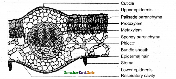 Samacheer Kalvi 11th Bio Botany Guide Chapter 9 Tissue and Tissue System 29
