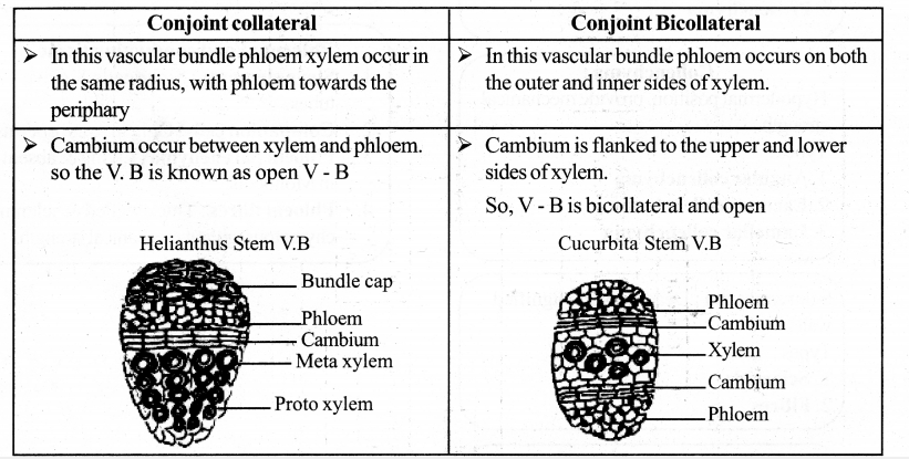 Samacheer Kalvi 11th Bio Botany Guide Chapter 9 Tissue and Tissue System 33