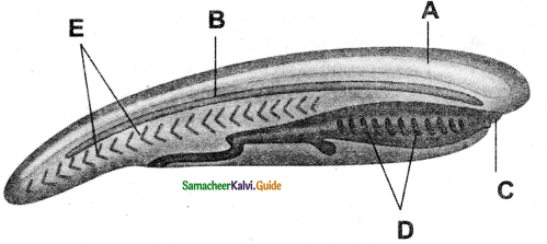 Samacheer Kalvi 11th Bio Zoology Guide Chapter 2 Kingdom Animalia 10