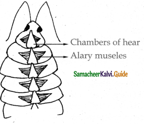Samacheer Kalvi 11th Bio Zoology Guide Chapter 4 Organ and Organ Systems in Animals 14
