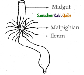 Samacheer Kalvi 11th Bio Zoology Guide Chapter 4 Organ and Organ Systems in Animals 15