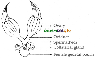 Samacheer Kalvi 11th Bio Zoology Guide Chapter 4 Organ and Organ Systems in Animals 17