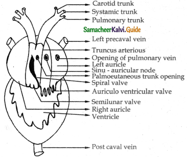 Samacheer Kalvi 11th Bio Zoology Guide Chapter 4 Organ and Organ Systems in Animals 19